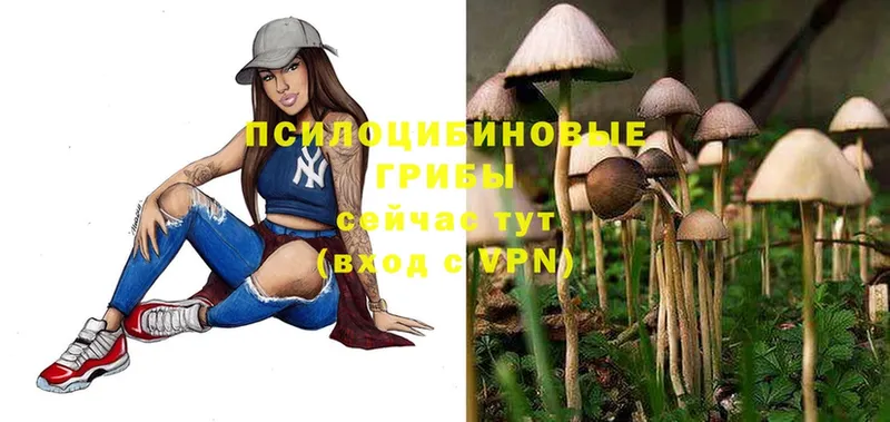 Псилоцибиновые грибы Psilocybine cubensis  Ужур 